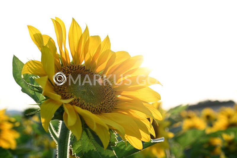 Sonnenblumen