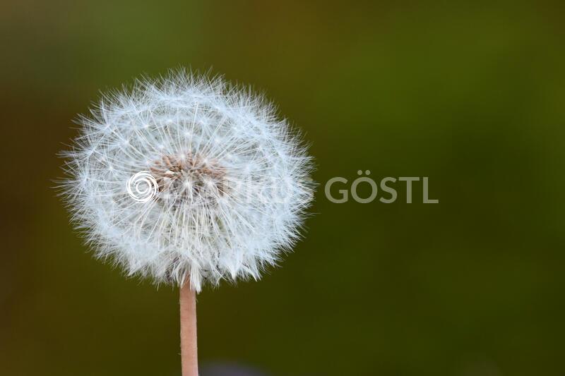 Detailaufnahmen Löwenzahn