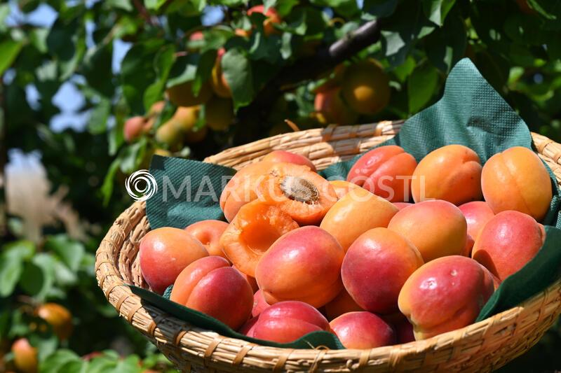Weinviertler Marillen