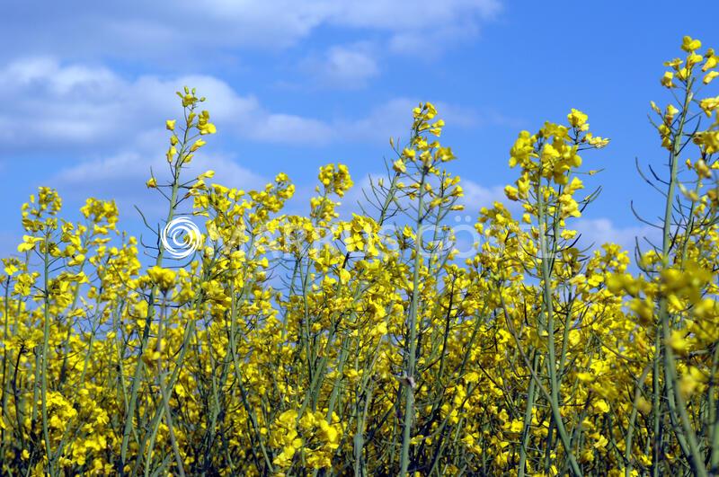 Blühende Rapsfelder