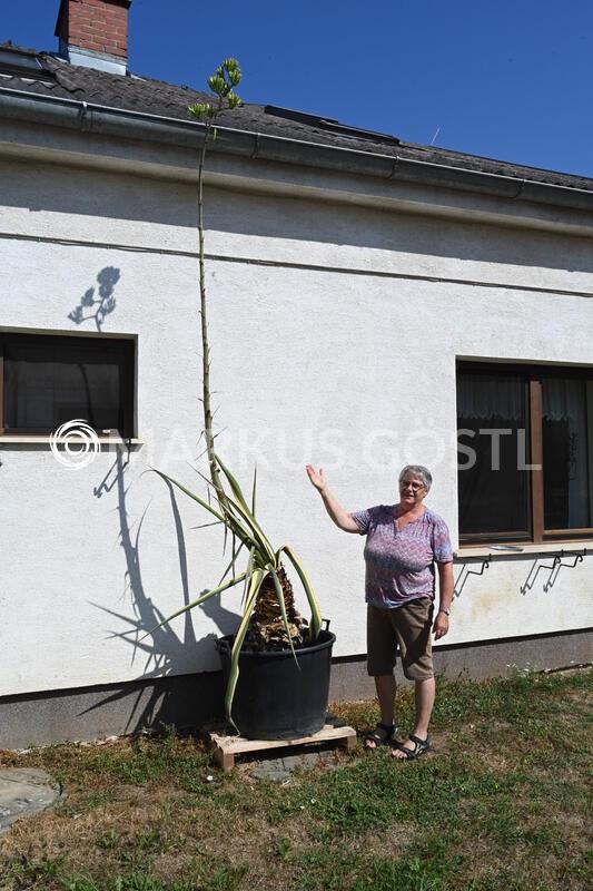Seltene Blüte einer Agave