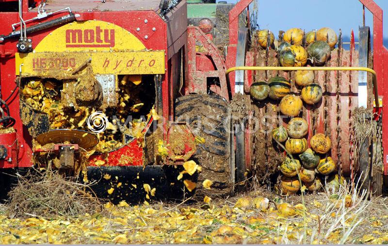 Kürbisernte im Weinviertel