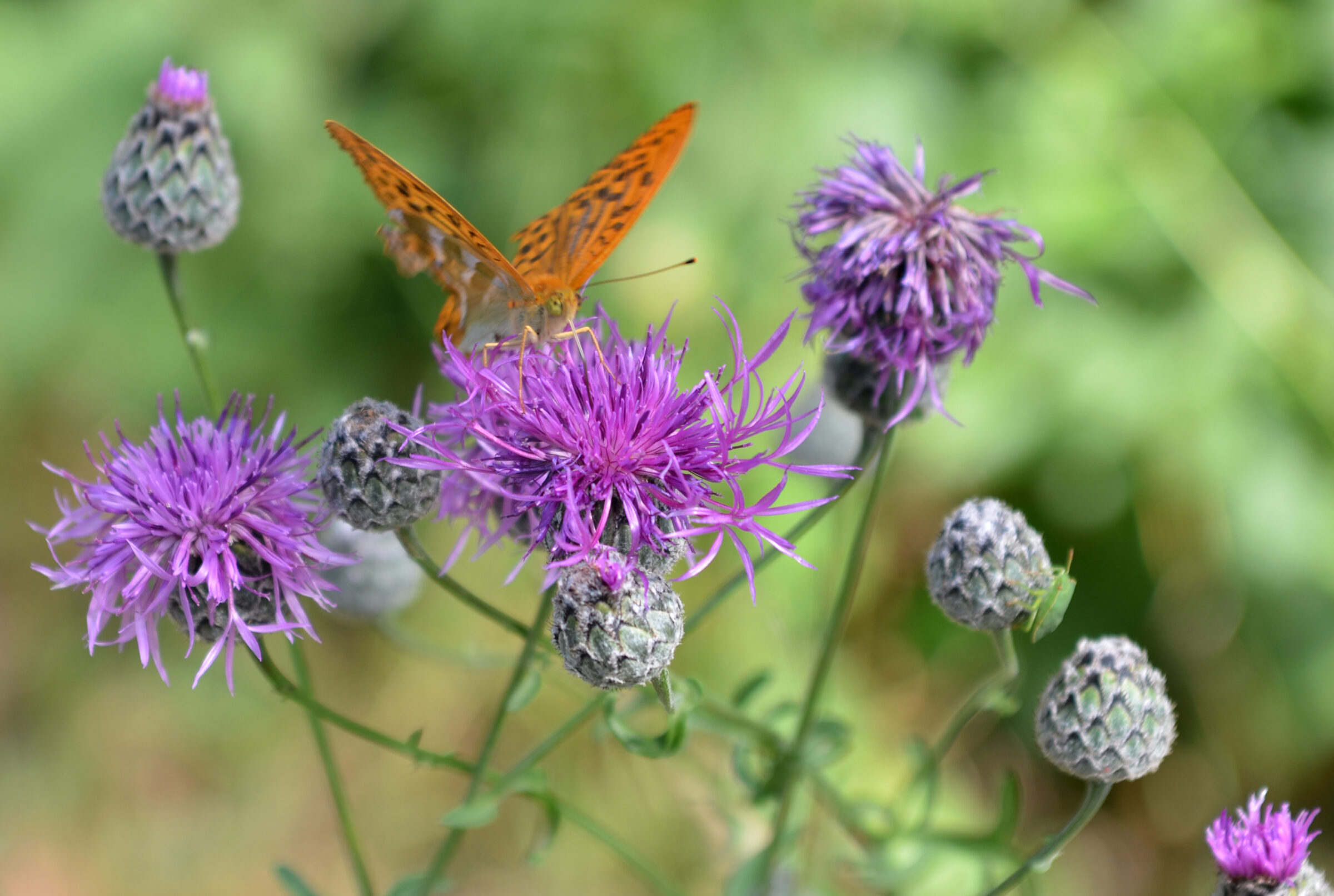 Unsere Natur im Detail