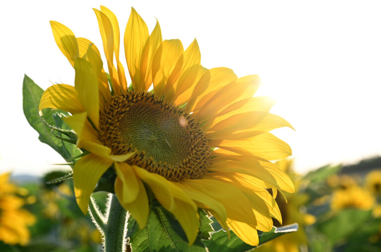 2023-07-23_Sonnenblumen_Blog