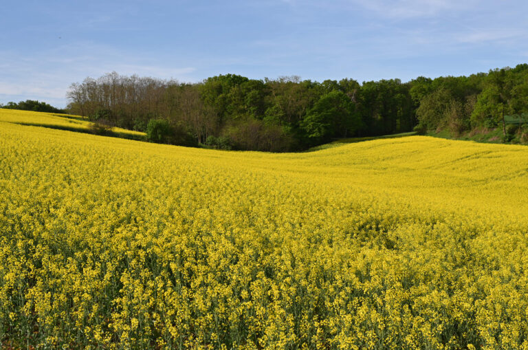 Bluehendes_Rapsfeld-ID42874