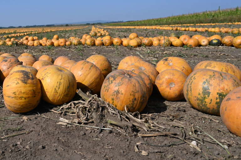 Kuerbisfeld_vor_Ernte-ID43641