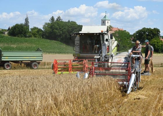 Mähdrescher am Feld