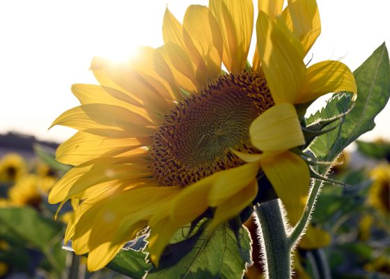 Sonnenblumenfeld