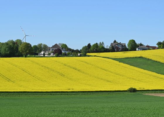 Rapsfelder