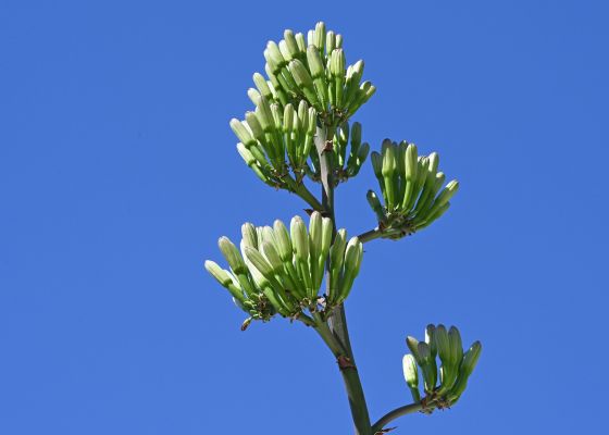 Agaveblüte