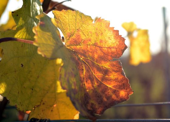 verfärbte Weinblätter