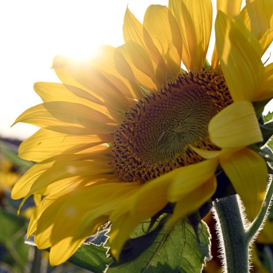 Sonnenblumenfeld