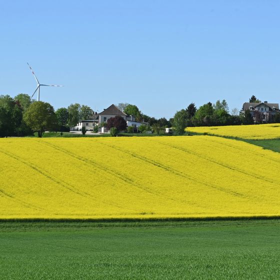 Rapsfelder