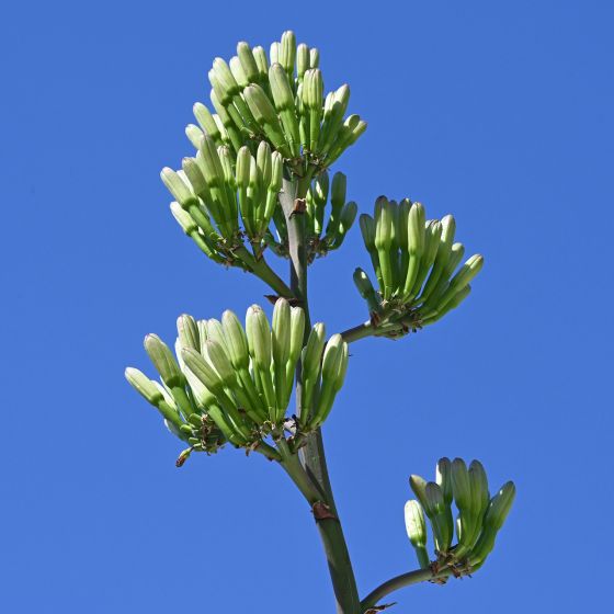 Agaveblüte