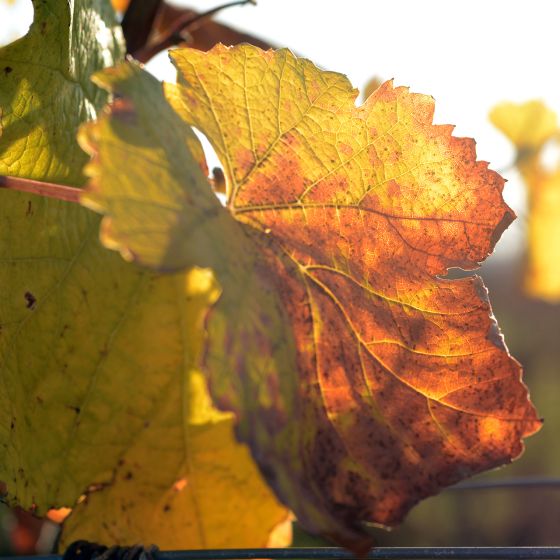 verfärbte Weinblätter